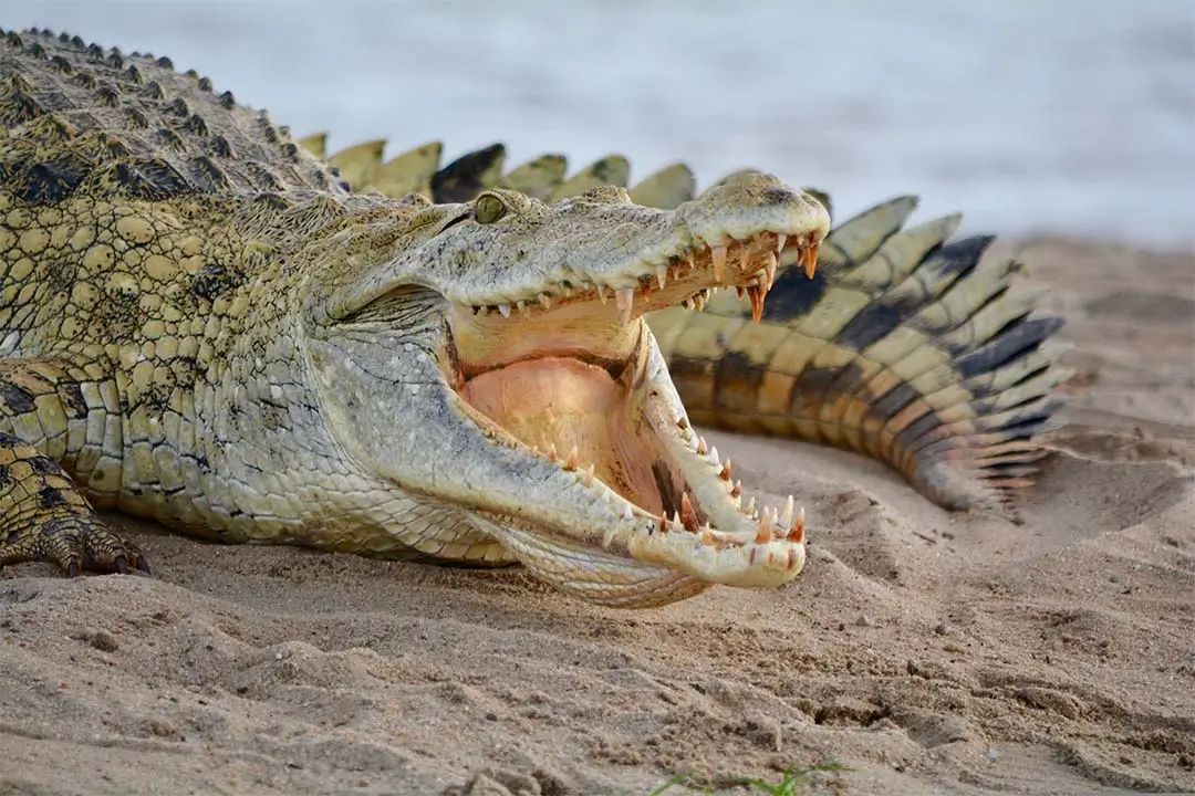 crocodile